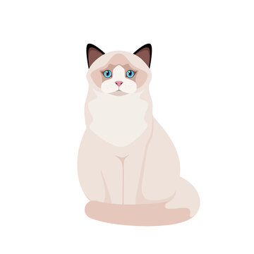 Ragdoll cat on a white background. Cartoon design.
