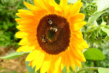 A sunflower flower on which bumblebees sit. Close-up. Bright beautiful photo in sunny weather
