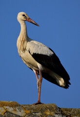 Obraz premium white stork standing on a roof