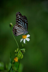 Blue butterfly on white flower