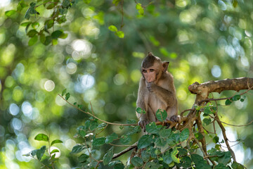 Monkey standing on a tree branch