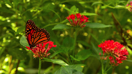 monarch butterfly in nature