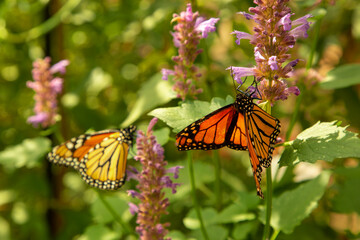 monarch butterfly in nature