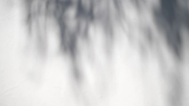 Abstract shadow texture of leaves and branches from early morning sunlight shining on interior white wall, background 4k video in ProRes. Shadow of leaf on the wall