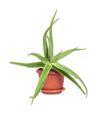 Aloe in a pot isolated on a white background.