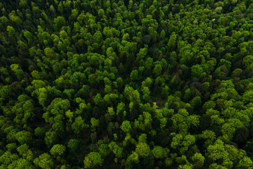 Aerial view of dark mixed pine and lush forest with green trees canopies - obrazy, fototapety, plakaty