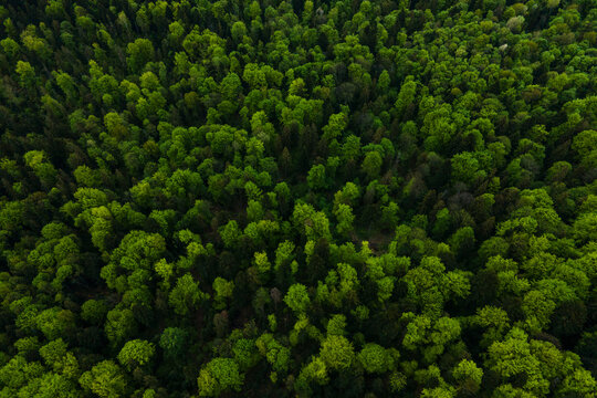 Aerial view of dark mixed pine and lush forest with green trees canopies © bilanol