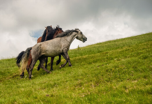 Horses