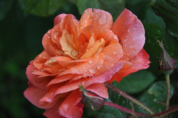 Wet Peach Rose. A peach colored rose that is still wet with rain drops