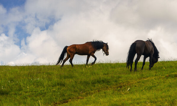Horses