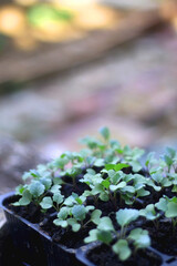 Vegetable seedlings in a garden, ready for planting. Selective focus.