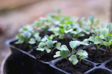 Vegetable seedlings in a garden, ready for planting. Selective focus.