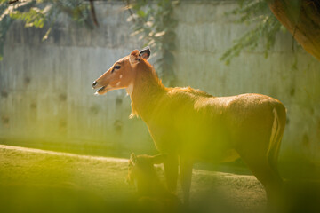 A Swamp Deer (Barasingha) resting inside Delhi Zoological Park, India