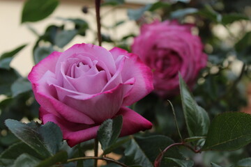 Rose viola