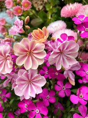 Fototapeta premium pink flowers