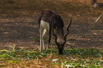A Indian Antelope (Blackbuck) eating inside Delhi Zoological Park, India