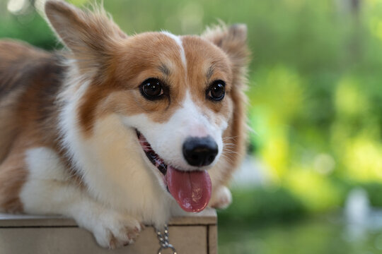 Portrait White Brown Corge Corgi Puppy little dog sit sitting rest  resting in the  park on a bench