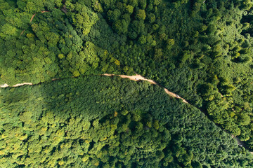 Top down flat aerial view of dark lush forest with green trees canopies in summer.