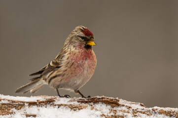 Common redpoll (Acanthis flammea)