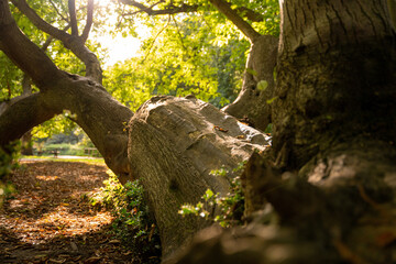 Woodland forest nature with trees, berries, fields, grass, and horses.