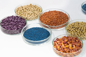 Colorful pesticide-treated rapeseed, sunflower, wheat, pea, soy, and corn seeds in a petri dish in the lab