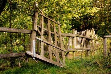 Woodland forest nature with trees, berries, fields, grass, and horses.