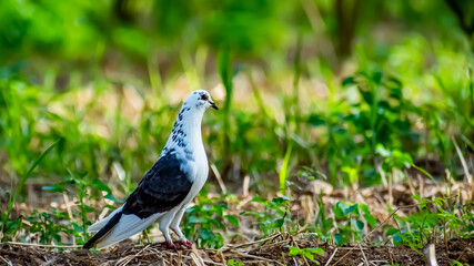 Pigeon OR Rock Dove. Beautiful Columbidae bird in the Indian village and amazing background.