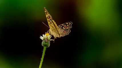 Junonia lemonias, the lemon pansy, is a common nymphalid butterfly found in the Indian village.