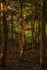 Woodland forest nature with trees, berries, fields, grass, and horses.