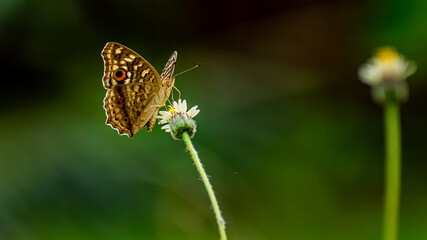 Junonia lemonias, the lemon pansy, is a common nymphalid butterfly found in the Indian village.