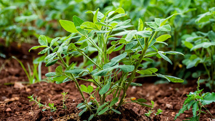 Peanuts (groundnut) plant in the Indian village
