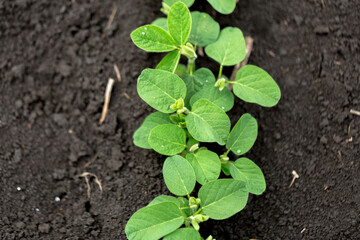 Fresh green soy plants on the field in spring. Rows of young soybean plants 