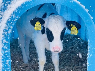 Cute calf in plastic shed. Adorable black and white calf standing on straw inside blue plastic...