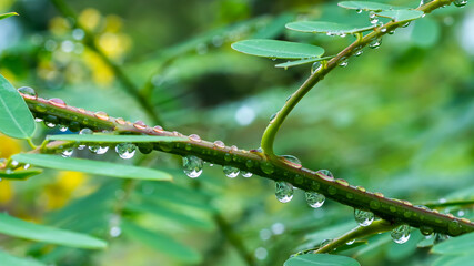 Fresh tree with dew drops in the Indian village