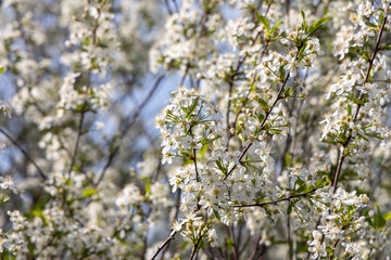 Cherry branch with white flowers and green fresh leaves and buds is on a blurred background in a park in spring