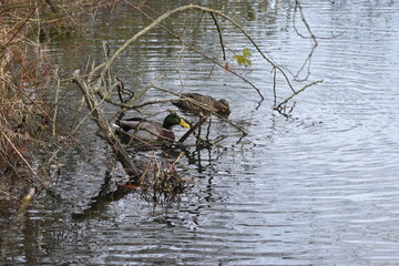 A Pair of Mallard Ducks