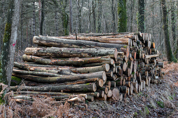 empilage de troncs