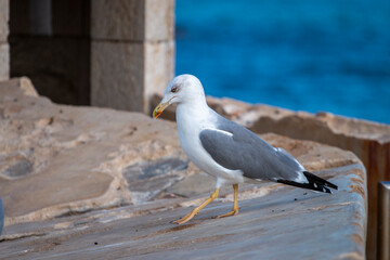 Seagull bird on a fort