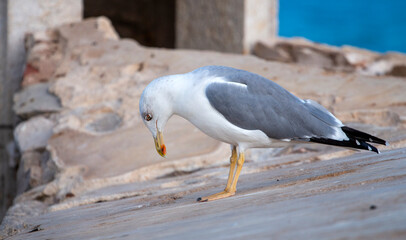 Seagull bird on a fort
