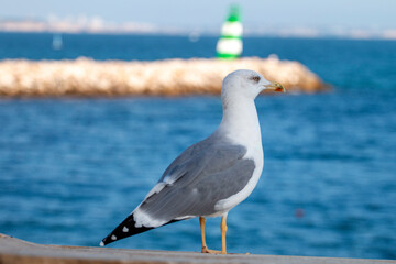 Seagull bird on a fort