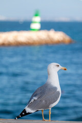 Seagull bird on a fort
