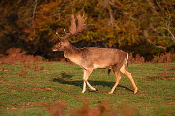 Naklejka na ściany i meble Wild deer and stag in field Knole Park, London, England.