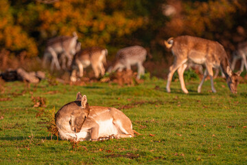 Wild deer and stag in field Knole Park, London, England.