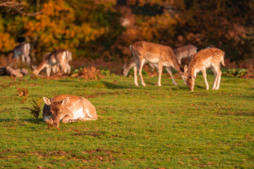 Wild deer and stag in field Knole Park, London, England.