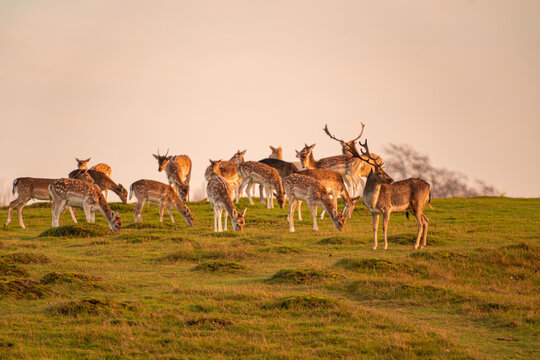 Wild deer and stag in field Knole Park, London, England.