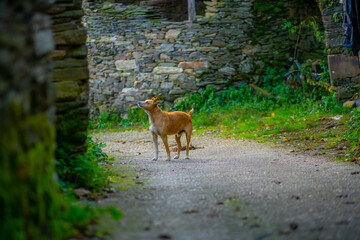 Naklejka premium former village of Parada da Serra
