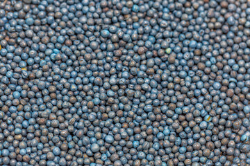 Macro. Processed blue-coated rapeseed seeds in a petri dish in the lab
