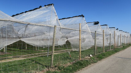 planen an obstbaumplantage 