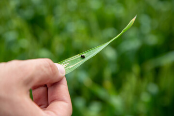 Hand holds a leaf with cereals leaf beetle larva. Oulema melanopus damaged the leaf of cereals. A...