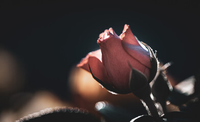 Róża z bliska na ciemnym tle